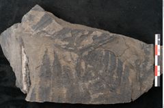 Foto (Detailansicht) von Cyatheites schlotheimii St. (NHMW-GEO-2024-0188-10831)